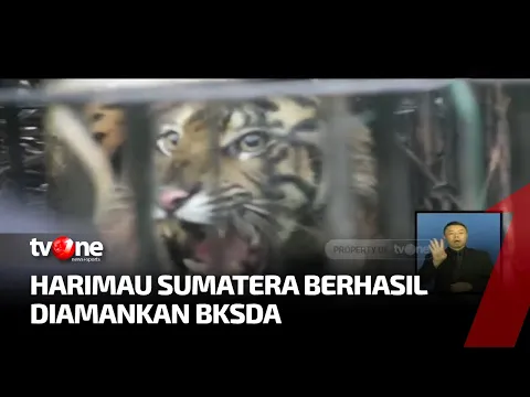 Meresahkan Warga Karena Sering Berkeliaran, Harimau Sumatera Ditangkap
