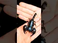 Download Lagu Unboxing HUGE Scorpion!!!