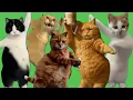 Dancing Cat Meme