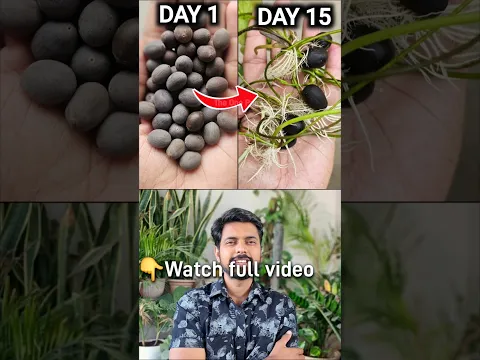 How to Grow Lotus From Seeds #lotus #shorts