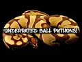 Sleeper Genes Hidden Gems Untapped Ball Python Genes