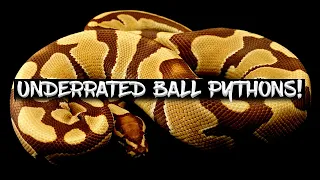 Sleeper Genes Hidden Gems Untapped Ball Python Genes