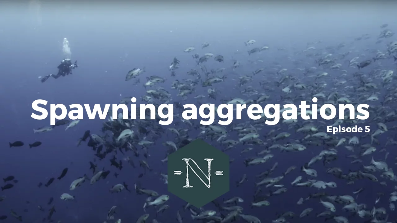 Spawning Aggregations - Natural Numbers EP 05