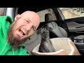 Amazon Basics Pet Car Booster Bucket Seat - 18 x 18 x 16 Inches