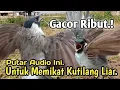 Download Lagu GACOR NGOTOT,‼️ SUARA PIKAT BURUNG KUTILANG RIBUT. PALING JITU..