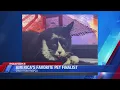 Vote for Roanoke cat Grub as America s Favorite Pet