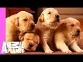 Growing Up Golden Golden Retriever Puppies Too Cute
