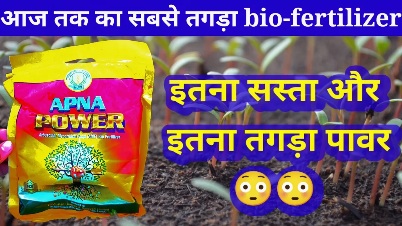Arbuscular Mycorrhizal Fungi bio fertilizer, माइकोराइजा बायो फर्टिलाइजर, Mycorrhiza in hindi