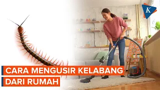 5 cara mengusir kelabang dari rumah