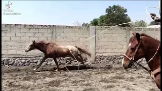 امهر راعي بقر مدهش                        دندنها