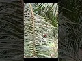 Download Lagu burung Sepah raja terbang menghampiri jebakan