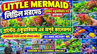 Little Mermaid, Kolkata|Planted Aquarium Shop|āĻĒā§āϞāĻžāύā§āĻā§āĻĄ āĻāĻā§ā§āĻžāϰāĻŋā§āĻžāĻŽ āĻļāĻĒ | Accessories Price | 25/10/26