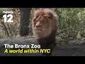Why the Bronx Zoo is unlike any other zoo in America