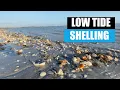 Florida shelling at low tide My favorite beach after dredging was awesome