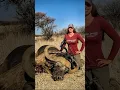 Download Lagu Hunting Cape Buffalo with a bow is exhilarating! #hunting #biggamehunting #bowhunt #bowhunting