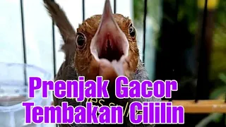 Download PRENJAK Betina Suara Tembakan CILILIN Panjang Cocok Buat Masteran Burung Anda MP3