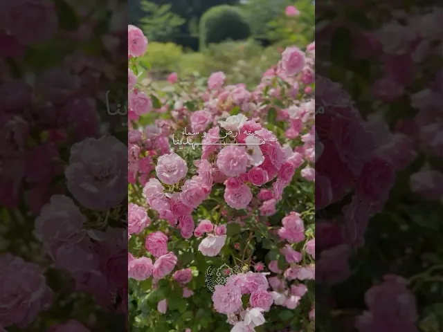 ⁣يا هلا بمولد المهدي (عجّل الله فرجه) - الحاج باسم الكربلائي