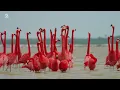 Joyful Birds Playing in Water | Nature's Most Exquisite Birds for Ultimate Relaxation | Calm Time