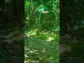 Download Lagu Explore the Lush Greenes Forest Trail in Stunning 4K | Mount Merapi, Indonesia #RainforestAdventure