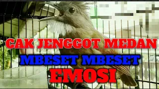 Download SUARA BURUNG CUCAK JENGGOT SUMATRA GACOR FULL EMOSI MP3