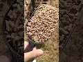 Download Lagu How to Feed Your Goats (Without Wasting ANY Time)cute baby goatsraising goatsfunny goats my way
