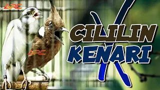 cililin x kenari spesial isian wajib materi ngerol tembak