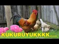Download Lagu Populair Kukuruyuk Chicken Song
