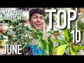 Download Lagu My Top 10 Favorite Houseplants of June 2025!!