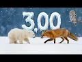 3 Minute Timer Animals in the Snow