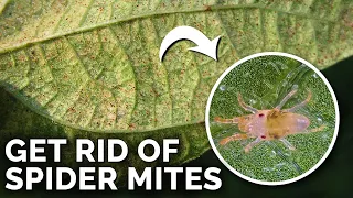 Download Super Simple Spider Mite Control and Prevention MP3