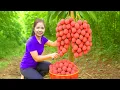 Download Lagu How to Harvesting 1000 Kg SWEET Lychees Goes To Market Sell,Care of laying ducks|Diem-Free Bushcraft