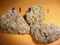 Cannafied: Episode 2: Lucy Blue, Ice Strain Review/Mini-Gauntlet