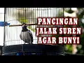 Download Lagu JALAK SUREN GACOR LANGSUNG DIRESPON JALAK SUREN LAIN CEPAT BONGKAR ISIAN  #jalaksuren