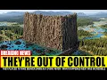 They Placed 76 Fake Beaver Dams in a Dying River - What Happened Next Was Incredible