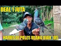 Download Lagu DEAL BELI MERPATI 1 JUTA WARNA TRITIS