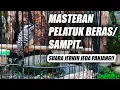 Lagu TERBAIK!! MASTERAN PELATUK SAMPIT JERNIH JEDA NEMBAK PANJANG - SUARA PELATUK BERAS GACOR PANJANG