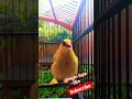 Kepodang Emas Gacor Nembak variasi isian Mewah