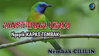 masteran mewah kinoi ngepik kapas tembak nembak cililin cocok untuk burung lomba