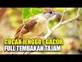 KICAUAN SUARA BURUNG CUCAK JENGGOT GACOR BESET NGEPIK DI KANDANG AVIARY COCOK UNTUK MASTERAN MURAI