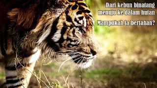 Download Perjalanan Hidup Harimau | Sebuah Dongeng MP3