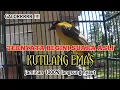 Download Lagu Suara original❗Kutilang emas Mata putih gacor memancing burung lain ikut bunyi