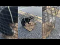 What are the laws for animal abandonment in Macon-Bibb County