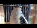 Download Lagu burung kapasan kemiri joss