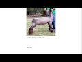 Online Livestock Judging Class 6 Wether Dams