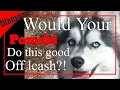 Wilmington NC Dog Trainers - Diamond the Pomsky s Board and Train