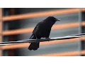 Download Lagu Nature Documentary A Murder of Crows Full Documentary HD