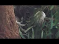 Australia (travel video)
