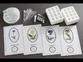 Relationships and Biodiversity Lab Part 2