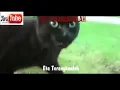 Download Lagu Eta terang kanlah versi kucing