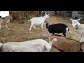 Harmony Lane Goat Farm